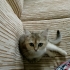 Yuki