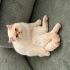 Gofret
