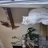 Elsa