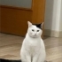 Ceku