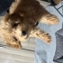 Poodle