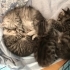Yavru kedi