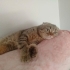 Kedi