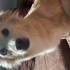 Kaju