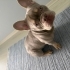 MELO