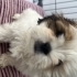 Lila