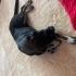 Zeytin