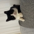Gece