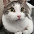Loki