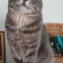Gandalf