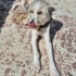 Alfi