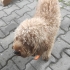 Lusy