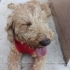Chedar