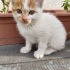 Sarıkulak