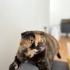 Gayda