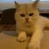 Behlül