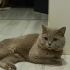 Çakıl