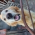 pasa