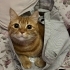 Gato