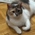 ALA