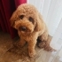 Cookie
