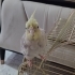 Çiko