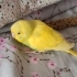 Limon