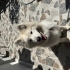 Yuki