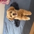 Cookie