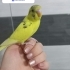 Ferdi