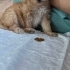 Arya
