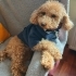 oscar