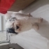 Badi