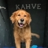 Kahve