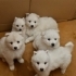 SAMOYED YAVRULARIMIZ...