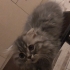 Aslan