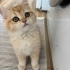 Balım