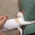 Pamuk