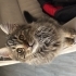Dora