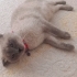 Pamuk