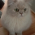 Lila