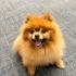 Tedi