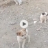 fındık