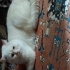 Kuki