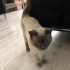 Bobi