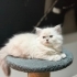 Leydi