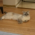Pamuk