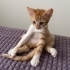 Leo