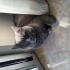 Duman