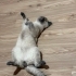 asil